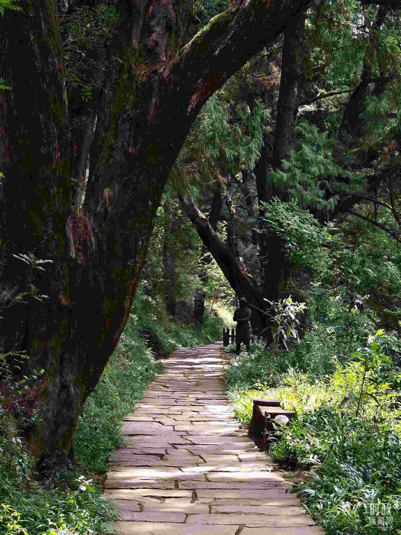 △古蜀道與古柏。（總臺(tái)央視記者彭漢明拍攝）