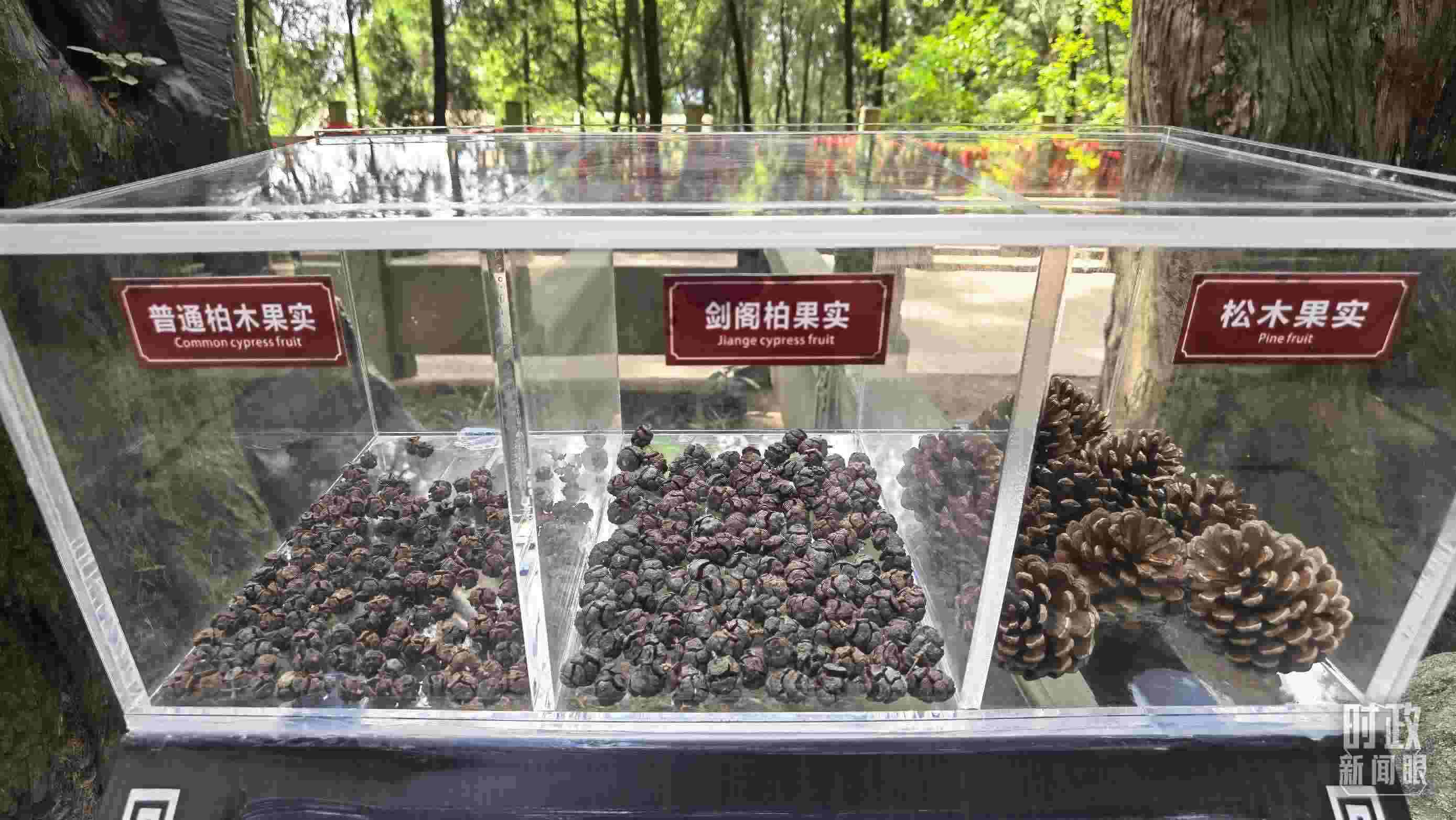 △翠云廊古蜀道，現(xiàn)場(chǎng)陳列的柏木和松木果實(shí)。（總臺(tái)央視記者石丞拍攝）