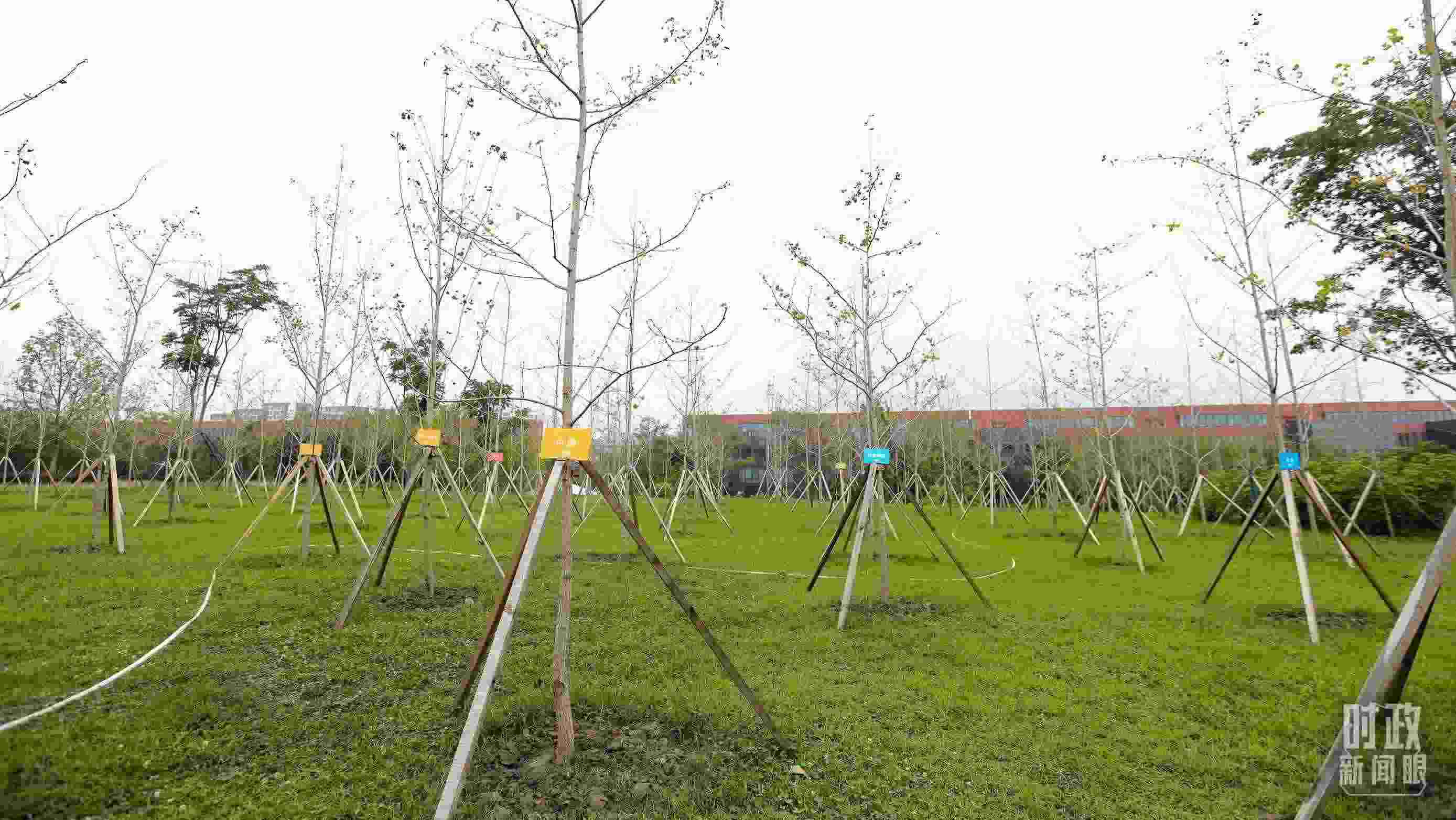 成都大運(yùn)村內(nèi)專門(mén)種植了友誼林，各國(guó)代表團(tuán)都可認(rèn)領(lǐng)。