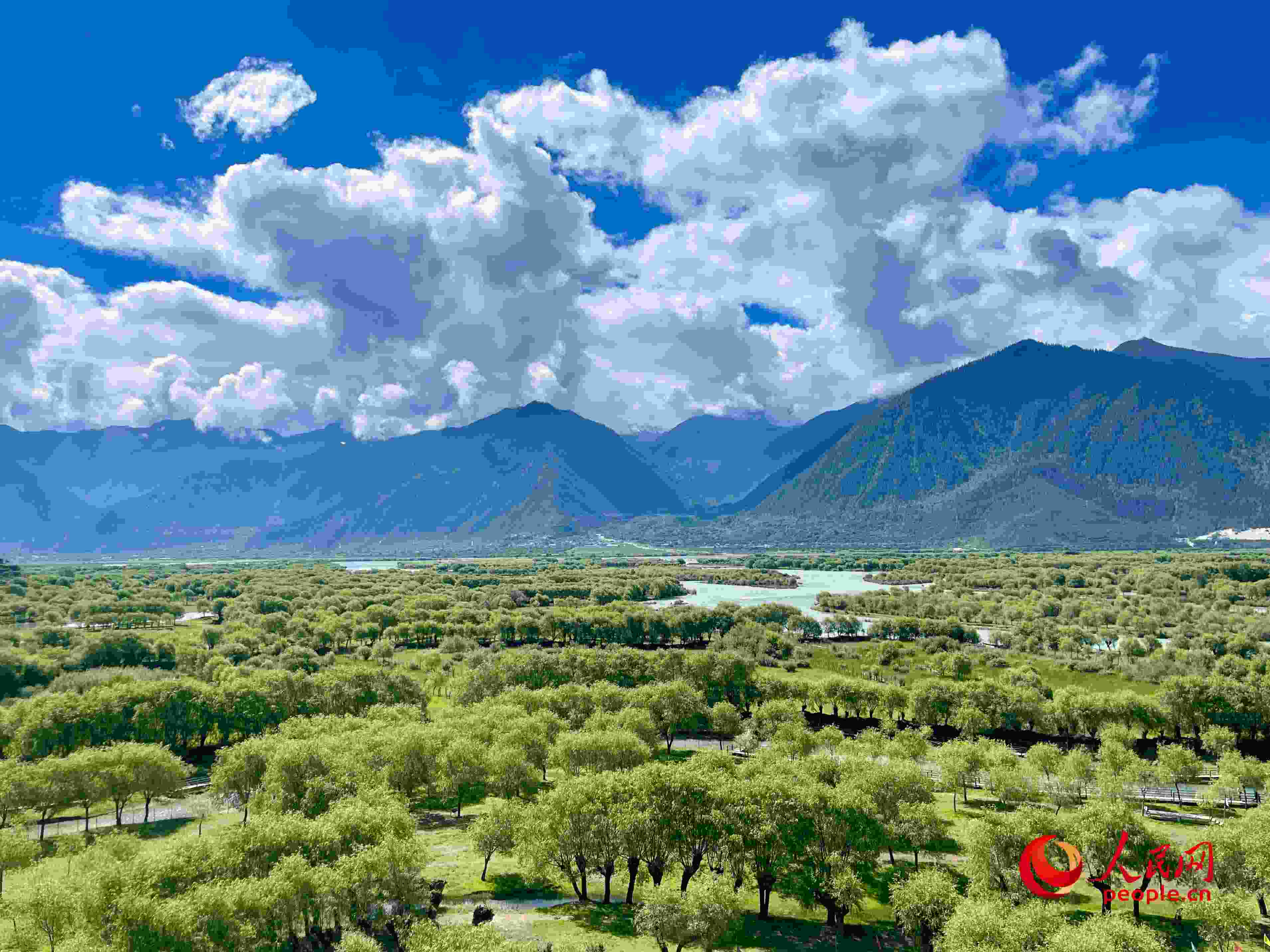 夏日的雅尼國(guó)家濕地公園生機(jī)盎然，如詩(shī)如畫。人民網(wǎng) 周靜圓攝