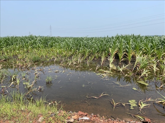 復(fù)墾過后仍有地塊積水（中國之聲記者江曉晨 攝）