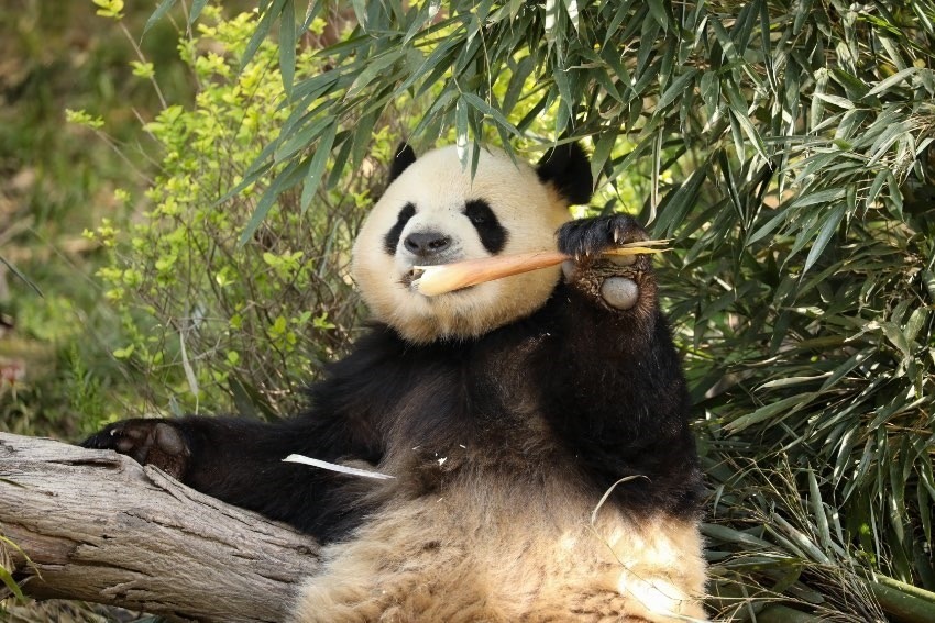 大熊貓“芝麻”。成都大熊貓繁育研究基地供圖