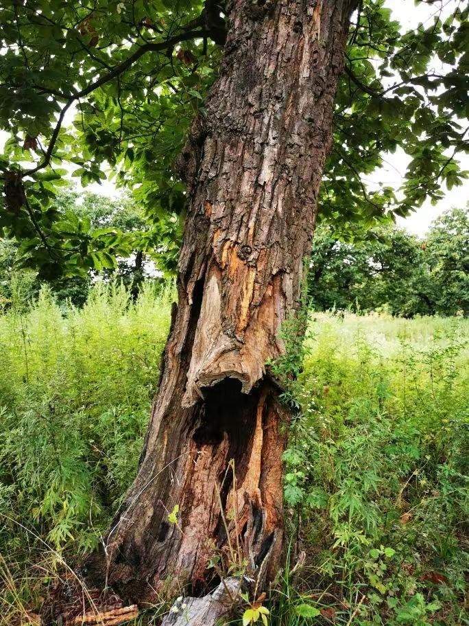 圖為2021年10月拍攝的秦嶺北麓百年板栗古樹(shù)遭破壞情況。人民網(wǎng)記者 吳超攝