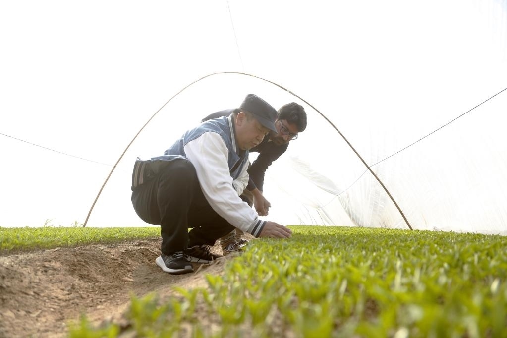 巴基斯坦旁遮普省木爾坦的中巴辣椒訂單種植項(xiàng)目辣椒育苗大棚內(nèi)，中國(guó)農(nóng)業(yè)專家?guī)ьI(lǐng)巴基斯坦技術(shù)員查看辣椒秧苗生長(zhǎng)情況。