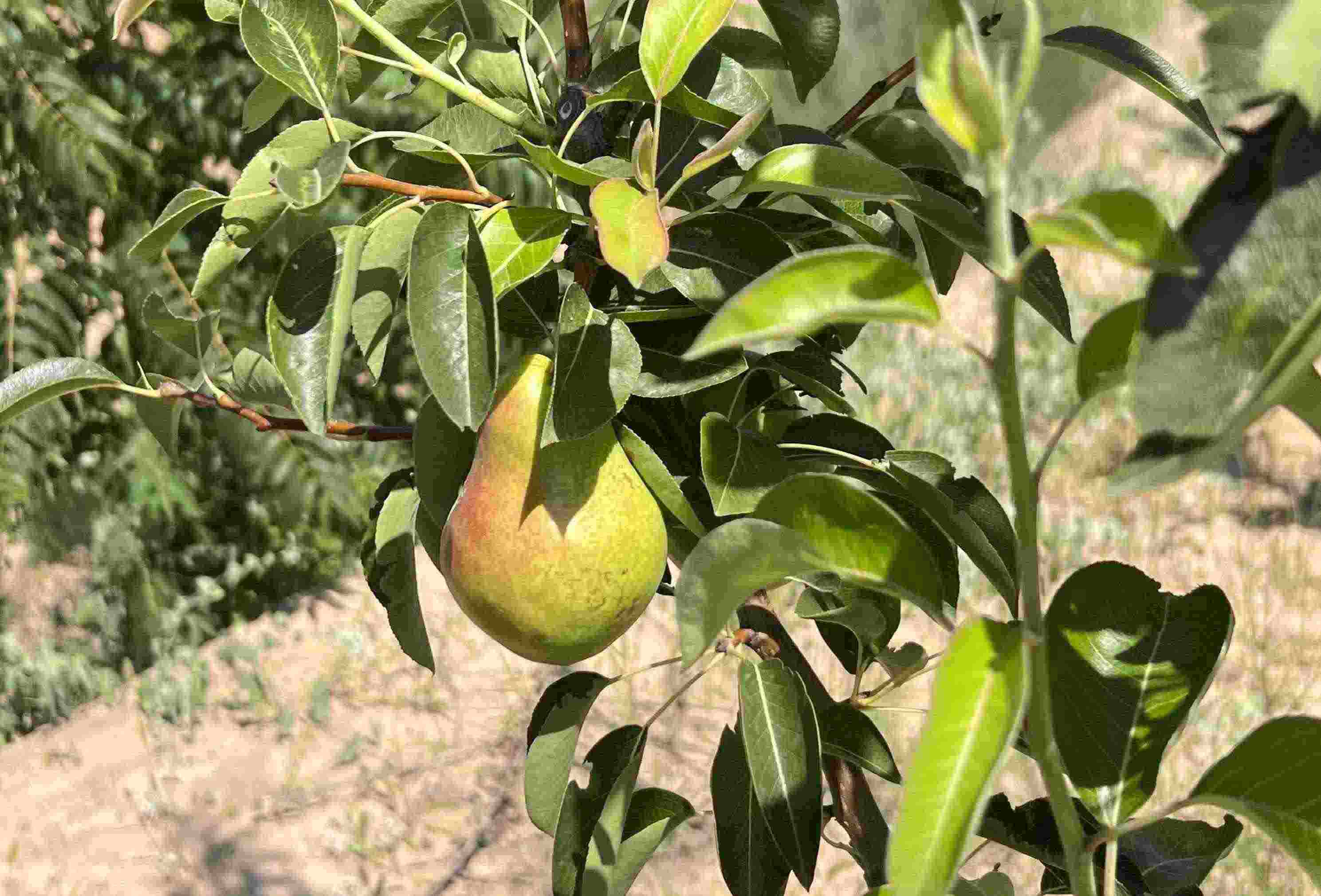 青梨基地果樹上的幼果。人民網(wǎng)記者 王連香攝