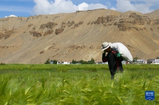8月12日，西藏阿里地區(qū)普蘭縣赤德村村民在青稞田里勞作。