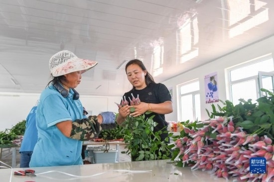 8月17日，吉林省德惠市朱城子鎮(zhèn)沿河村程雪家庭農(nóng)場的負(fù)責(zé)人楊雪（右）指導(dǎo)農(nóng)民修剪玫瑰花。新華社記者 張楠 攝