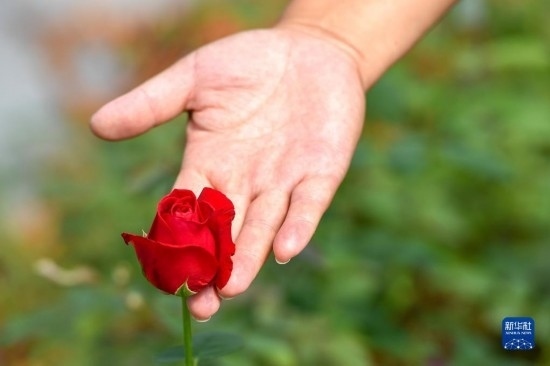 8月17日，吉林省德惠市朱城子鎮(zhèn)沿河村程雪家庭農(nóng)場的負(fù)責(zé)人楊雪在查看玫瑰花長勢。新華社記者 張楠 攝