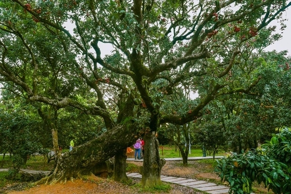 高州市根子鎮(zhèn)柏橋村古荔枝種植園。丘立賀攝