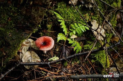 （長白山天然礦泉水保護區(qū) 央視網(wǎng)記者 隋佳桐 攝）