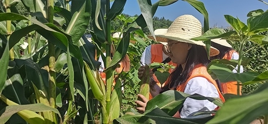 北京工商大學(xué)組織學(xué)生開展暑期社會實踐。學(xué)校供圖