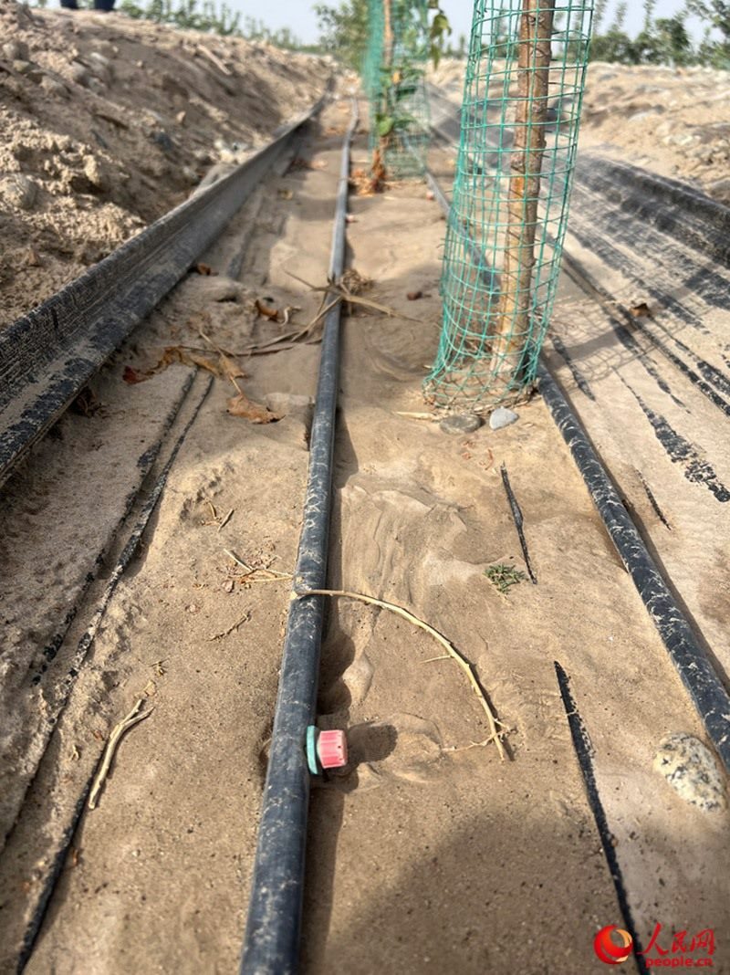 水肥一體化滴灌技術(shù)，可極大節(jié)約用水量。人民網(wǎng)記者 常雪梅攝