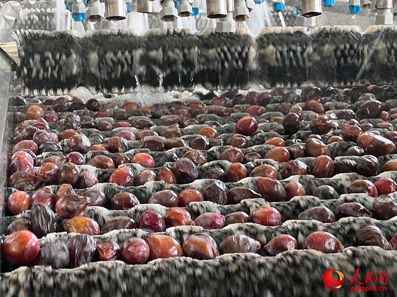 清洗西梅。人民網(wǎng)記者 常雪梅攝