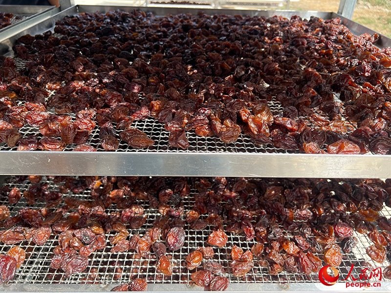 晾曬西梅。人民網(wǎng)記者 常雪梅攝