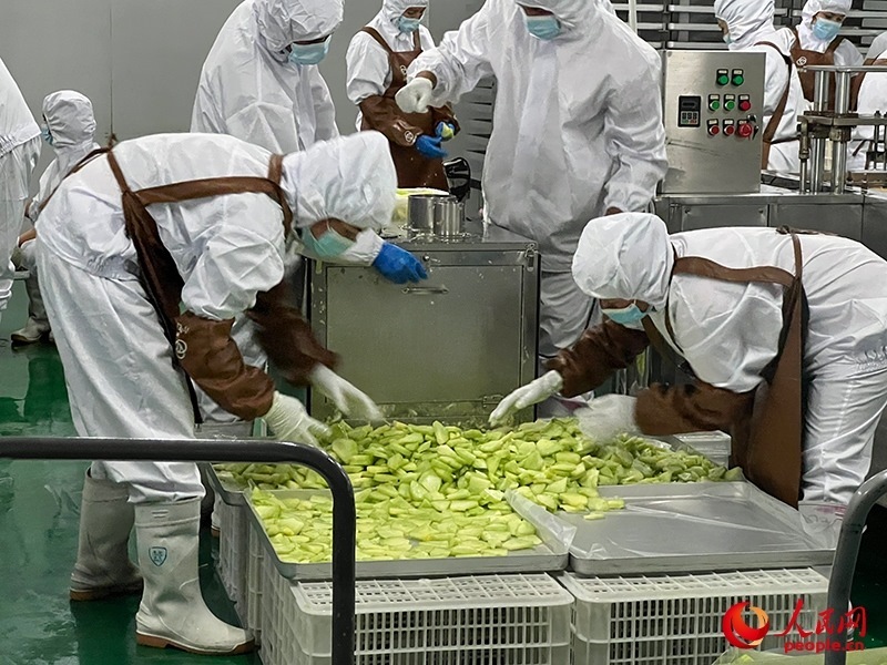 切片哈密瓜將被做成凍干食品。人民網(wǎng)記者 常雪梅攝