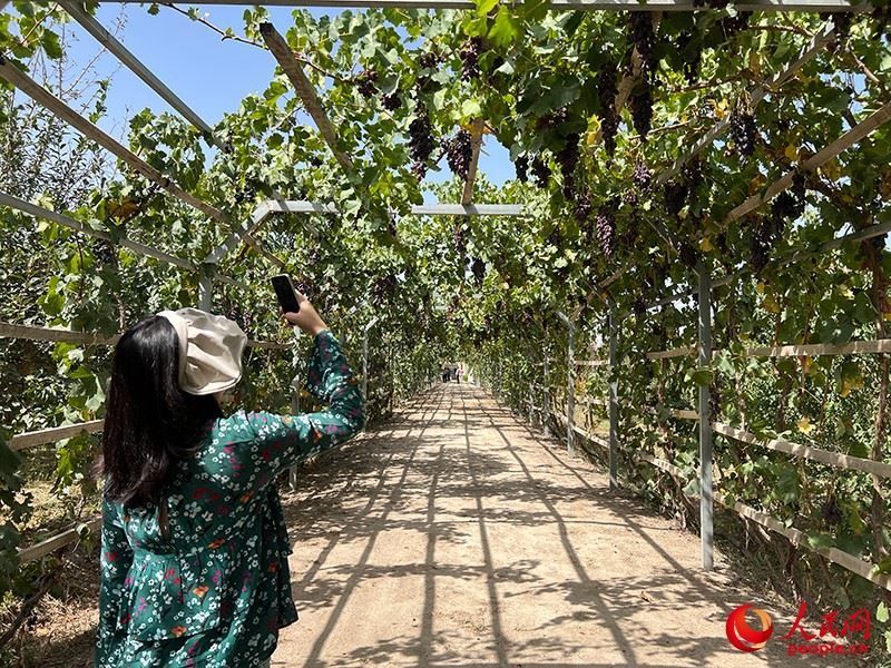 新疆閩龍達干果產(chǎn)業(yè)有限公司內(nèi)種植的葡萄。人民網(wǎng)記者 常雪梅攝