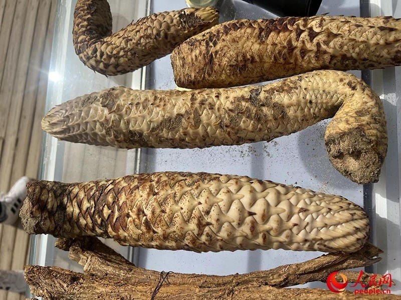 林下經濟作物肉蓯蓉。人民網記者 常雪梅攝