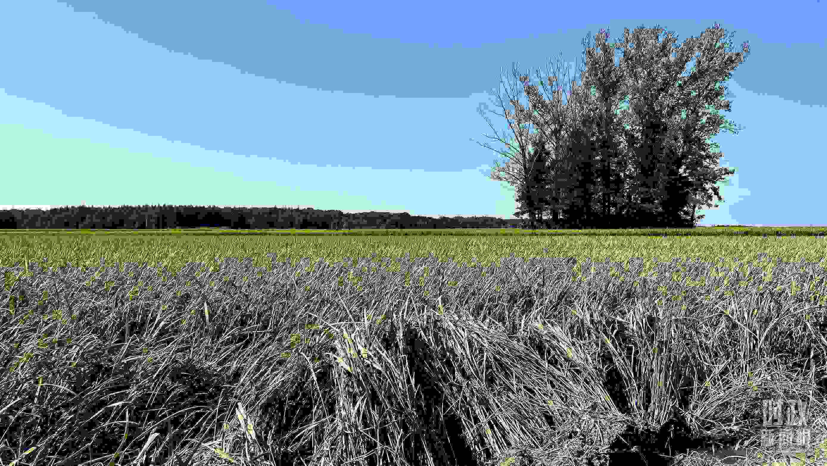 △龍王廟村遭受洪澇災(zāi)害的農(nóng)田。（總臺央視記者邢彬拍攝）