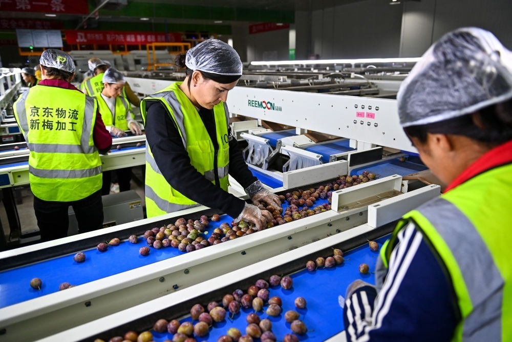 在新疆伽師縣粵伽新梅產(chǎn)業(yè)園內(nèi)的京東物流新疆智能供應(yīng)鏈中心，員工在智能分揀線檢查分選好的新梅（2023年8月30日攝）。新華社記者 丁磊 攝