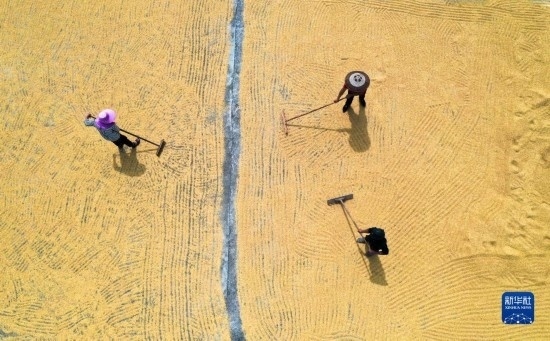 9月16日，湖南省郴州市桂陽縣流峰鎮(zhèn)農(nóng)民在晾曬稻谷（無人機照片）。