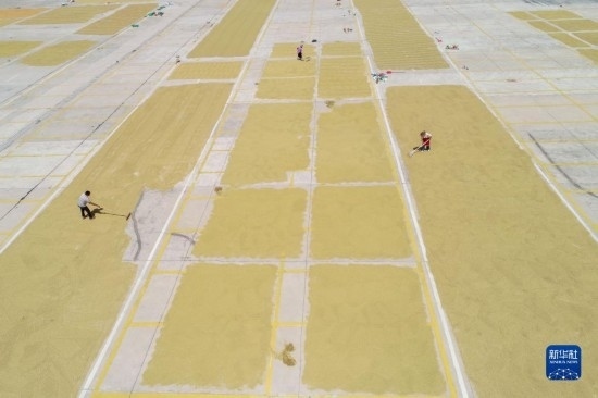 9月16日，村民在貴州省黔東南苗族侗族自治州丹寨縣金泉街道晾曬稻谷（無人機照片）。