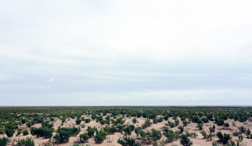 經(jīng)過(guò)封禁保護(hù)和人工種植梭梭后恢復(fù)綠色的草場(chǎng)（2023年9月12日攝）。新華社記者李云平 攝