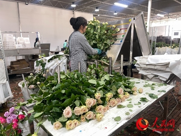 車間工人在整理花束。人民網(wǎng) 周靜圓攝