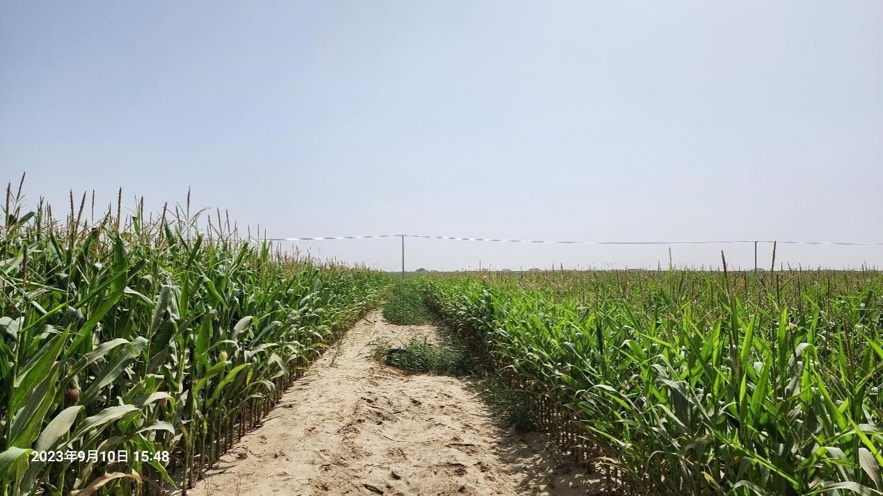 玉米改良40天后對(duì)比（左邊為改良組，右邊為對(duì)照組）。胡樹(shù)文團(tuán)隊(duì)供圖