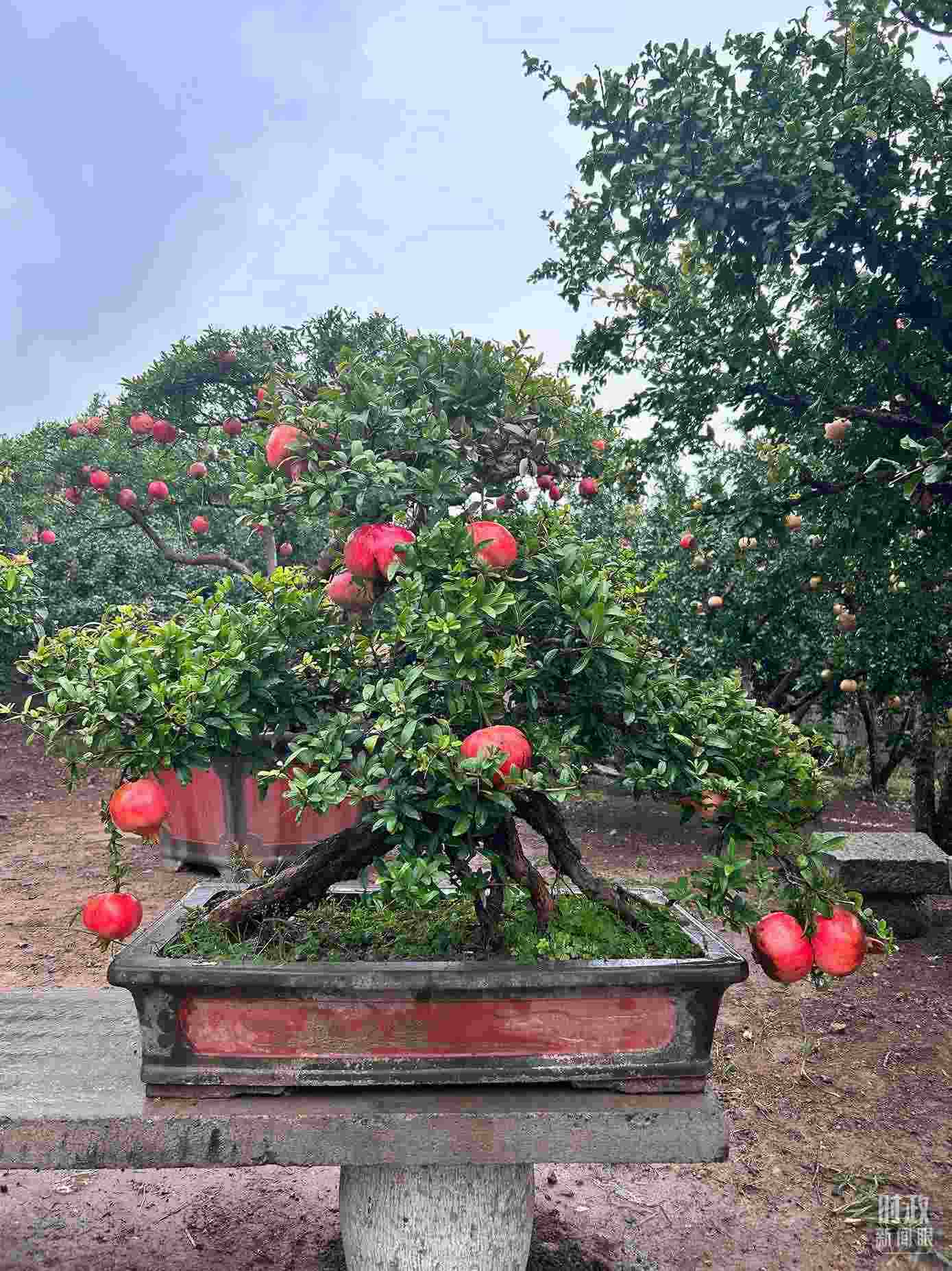 △冠世榴園內(nèi)的石榴盆栽。（總臺(tái)央視記者黎兵拍攝）