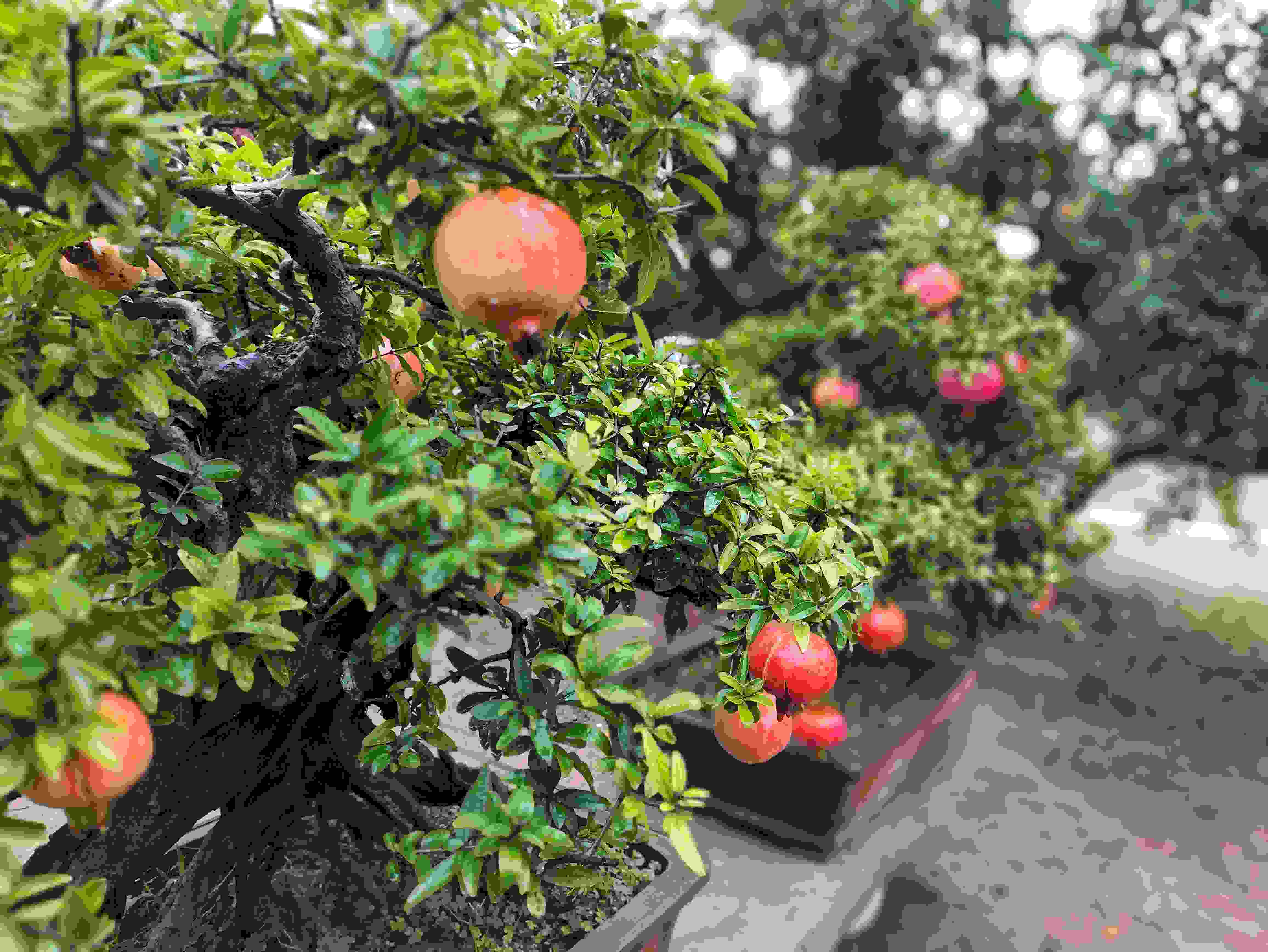 △石榴的發(fā)展帶動了當?shù)厥衽杈爱a(chǎn)業(yè)。（總臺央視記者鐘信偉拍攝）