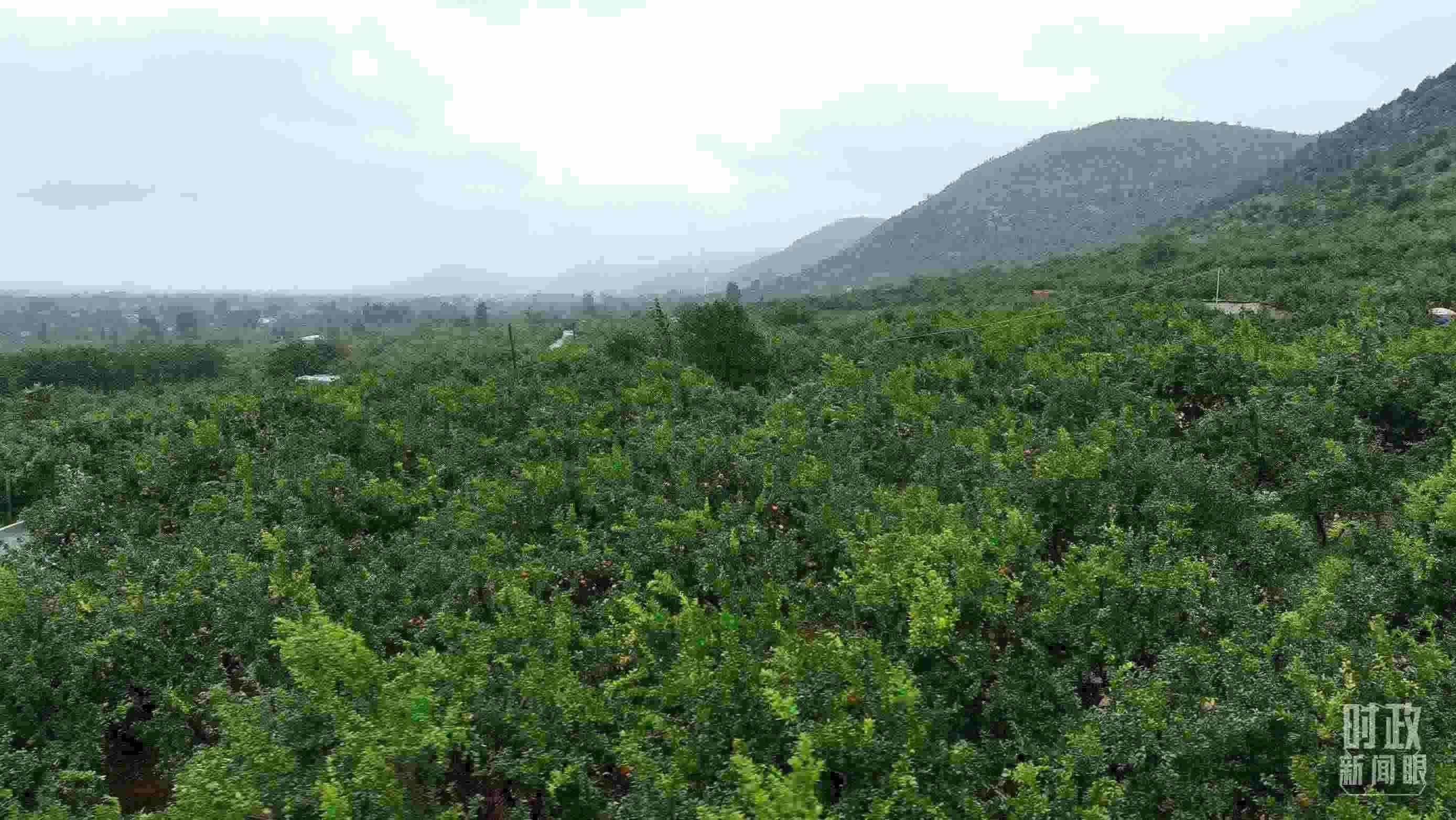 △山東棗莊冠世榴園。（總臺(tái)記者韓森、張鵬拍攝）