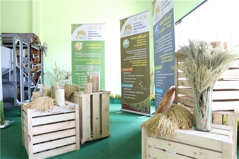 圖為泰國農業(yè)與合作社部培育的優(yōu)質稻種。泰國商務部供圖