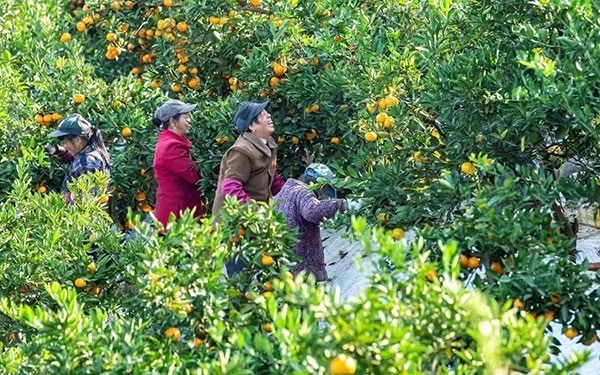 農戶在果園中采摘果實。湖南省石門縣融媒體中心 唐亞翔攝