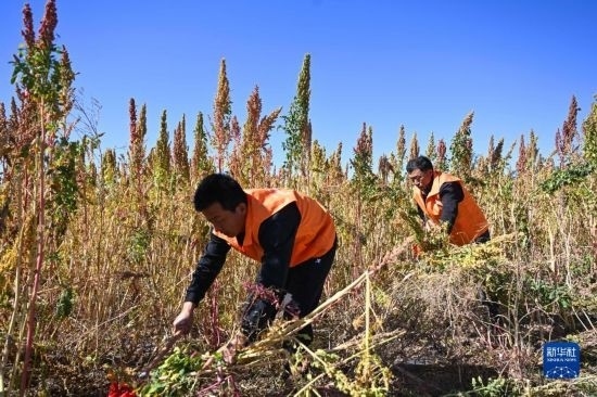 9月28日，農(nóng)民參加內(nèi)蒙古武川縣首屆藜麥開(kāi)鐮節(jié)割藜麥比賽。