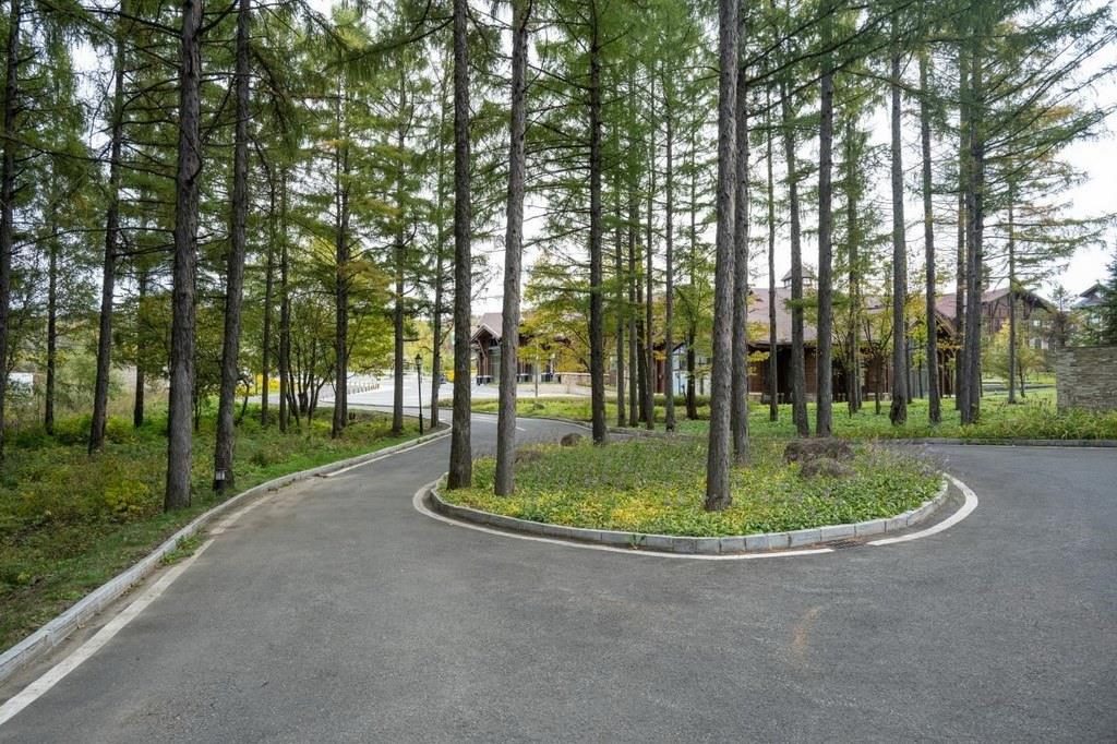 園區(qū)里“路讓樹”成為行為準(zhǔn)則。王哲攝