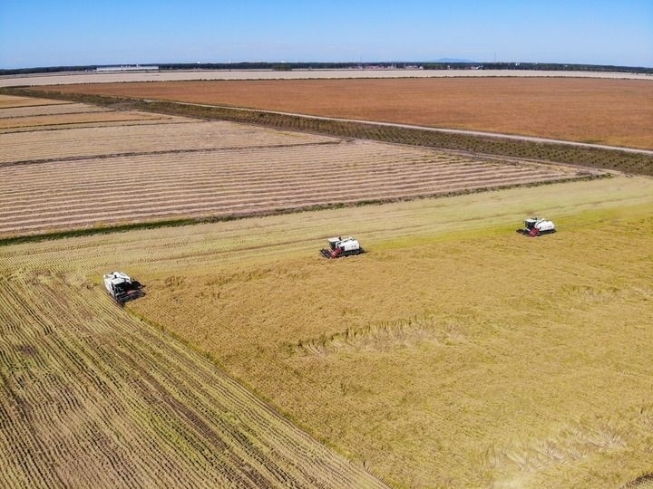 這是在位于黑龍江雙鴨山市友誼縣的北大荒農(nóng)業(yè)股份有限公司友誼分公司一地塊拍攝的水稻收獲現(xiàn)場(chǎng)（2023年9月21日攝，無(wú)人機(jī)照片）。新華社記者 王松 攝