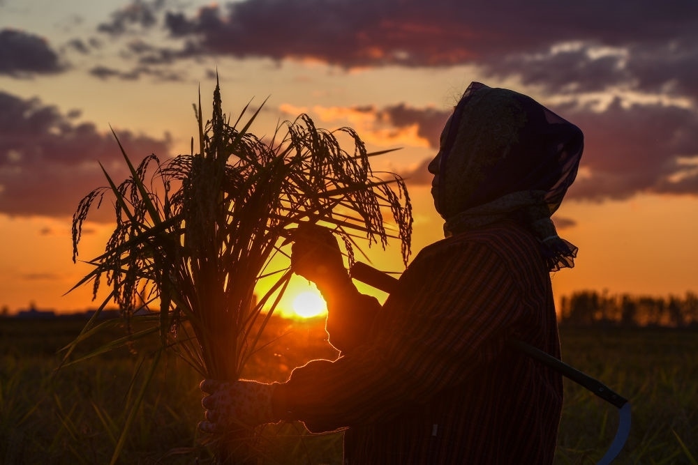 農(nóng)民在吉林省吉林市永吉縣萬(wàn)昌鎮(zhèn)花家村收割水稻（2023年9月12日攝）。新華社記者 張楠 攝