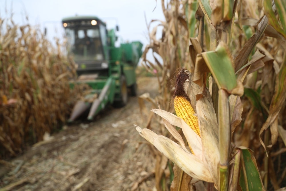 在遼寧省鐵嶺縣蔡牛鎮(zhèn)玉米田里，農(nóng)民駕駛農(nóng)機(jī)收割玉米（2023年9月26日攝）。新華社記者 楊青 攝
