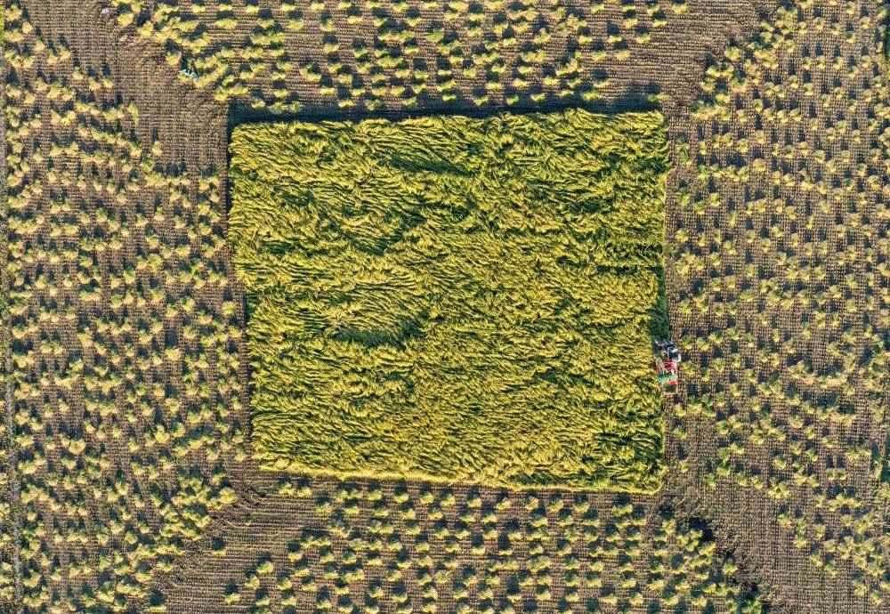 在吉林省舒蘭市平安鎮(zhèn)金星村，農(nóng)民駕駛農(nóng)機(jī)收割水稻（2023年9月21日攝，無(wú)人機(jī)照片）。新華社記者 張楠 攝