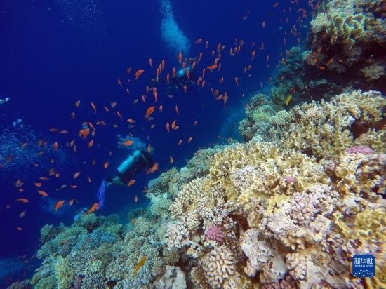  10月2日，人們在埃及西奈半島達哈布藍洞內(nèi)的珊瑚旁深潛。新華社記者 隋先凱 攝