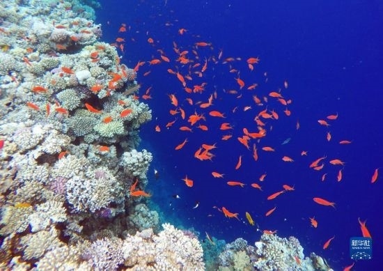  這是10月2日在埃及西奈半島達哈布藍洞內(nèi)拍攝的珊瑚和魚類。新華社記者 隋先凱 攝