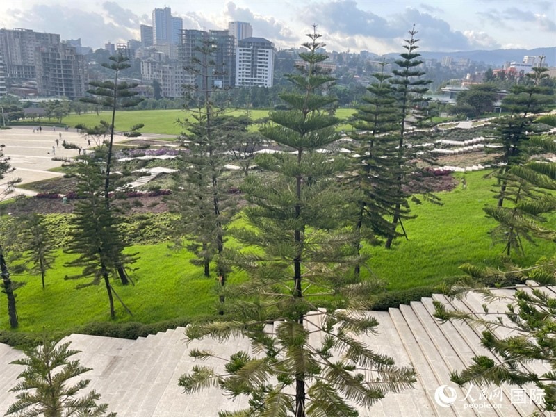 亞的斯亞貝巴友誼廣場(chǎng)的南洋杉。人民網(wǎng)記者 趙艷紅攝
