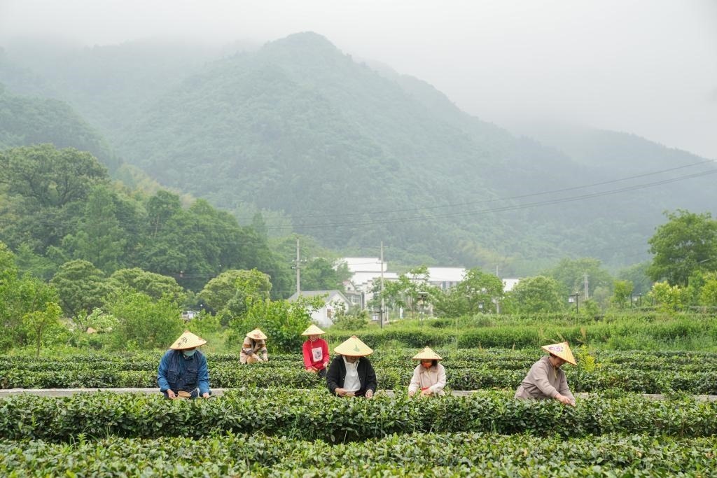 2022年5月11日，村民在大灣村生態(tài)茶園內(nèi)采摘茶葉。新華社記者杜宇攝