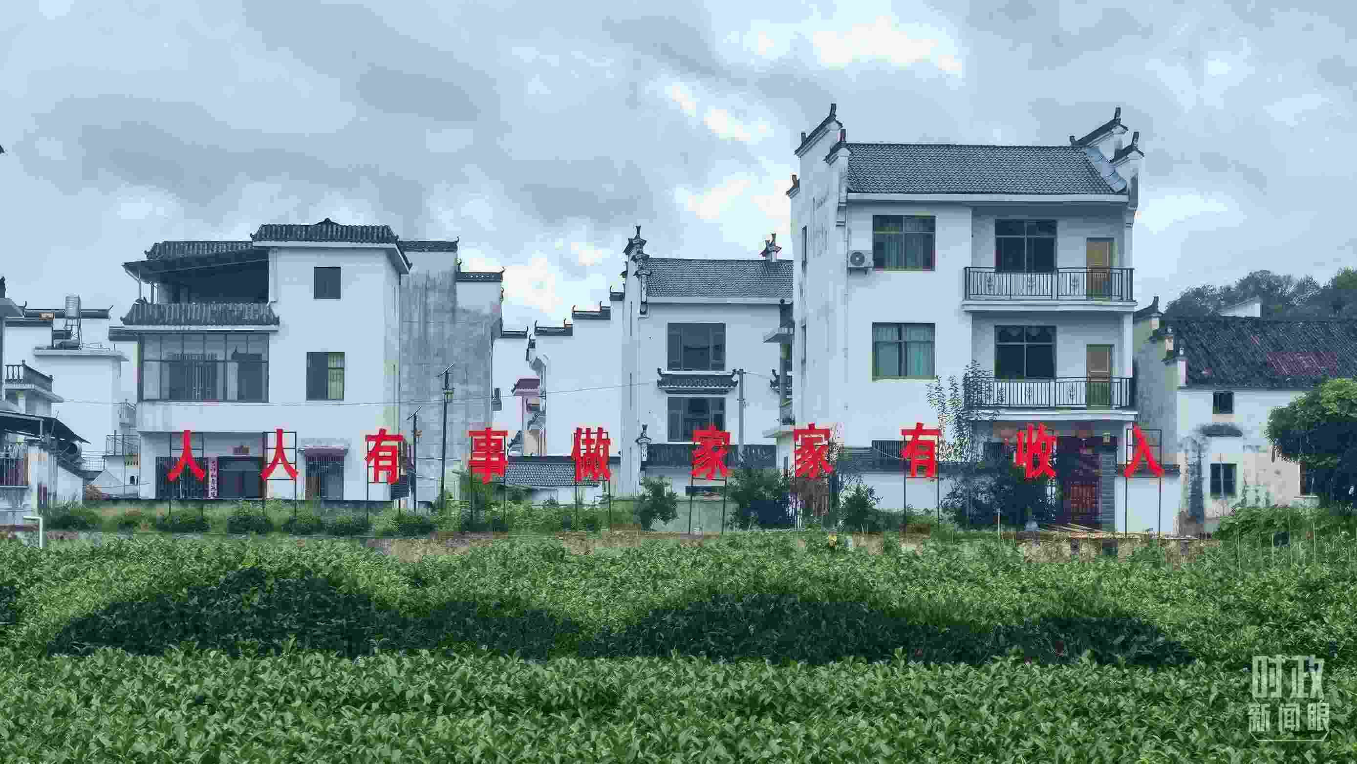 △石門村村民種植的茶葉。（總臺(tái)央視記者賈林拍攝）