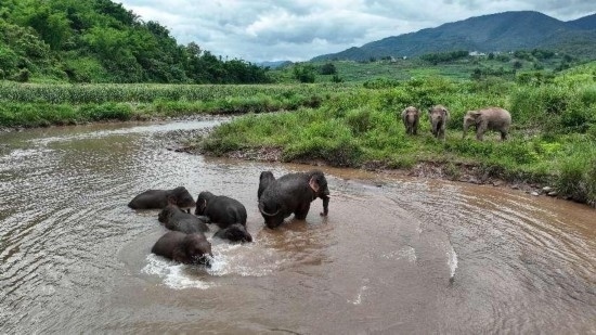 野生亞洲象組團泡澡降溫解暑。何有剛攝