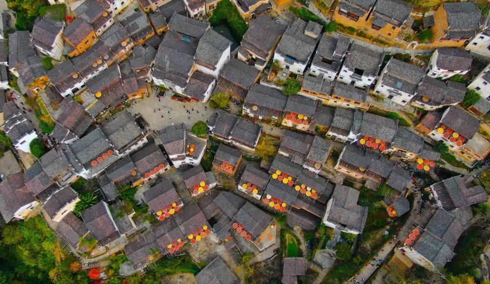 這是婺源縣江灣鎮(zhèn)篁嶺村的曬秋景象（2019年11月7日攝）。