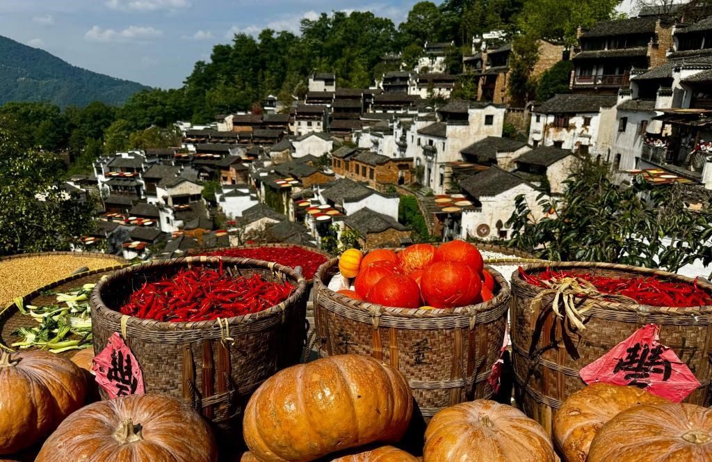 近日拍攝的江西省上饒市婺源縣篁嶺村曬秋畫面。新華社記者 胡晨歡 攝