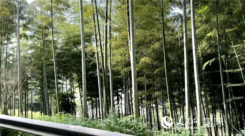 沿途中的竹林。人民網(wǎng)記者 周雨攝