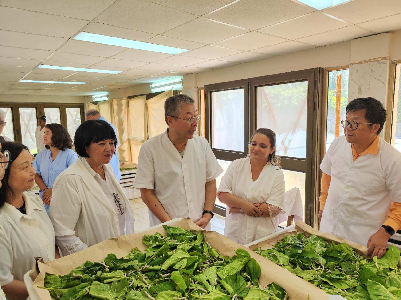 2023年5月23日，中國駐古巴大使馬輝考察古中蠶?？萍己献髦行?。來源：中國駐古巴大使館官網(wǎng)