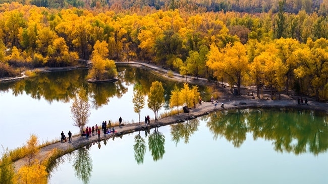 胡楊林金碧耀眼。蘭州局集團公司融媒體中心供圖